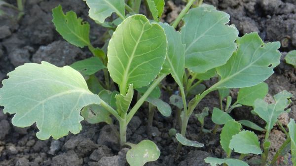  En la tierra abierta se siembran plántulas en la primera quincena de mayo.