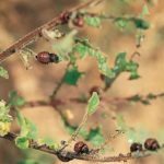  Le plus souvent, le coléoptère mange les feuilles de pommes de terre