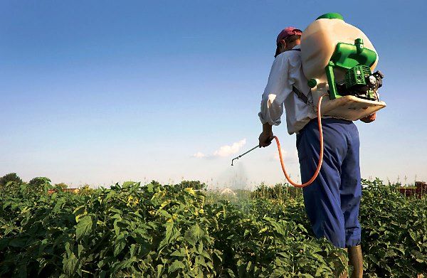  Appliquez le produit en pulvérisant ou en arrosant la plante.