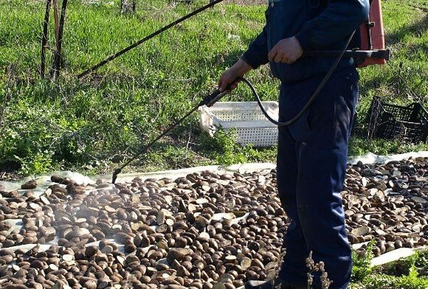  Traitement des tubercules de pomme de terre avant la plantation