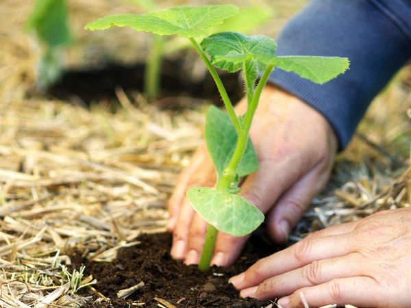  Las plantas de semillero se plantan en el suelo con la apariencia de 2-3 hojas verdaderas