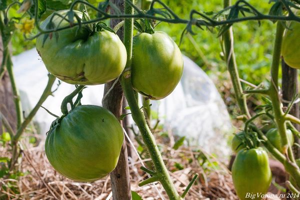  On croit que la variété ne se sentira pas très à l'aise dans les régions du sud