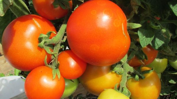  Les tailles de tomates sont petites, environ 60 à 70 grammes