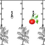  Les principaux types de jarretières