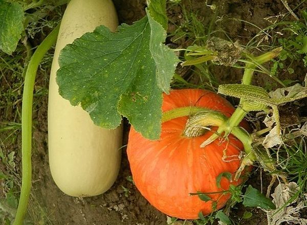  Las diferencias entre las plántulas de calabaza y el calabacín.