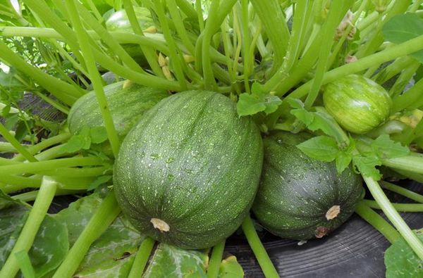  Calabaza destellada