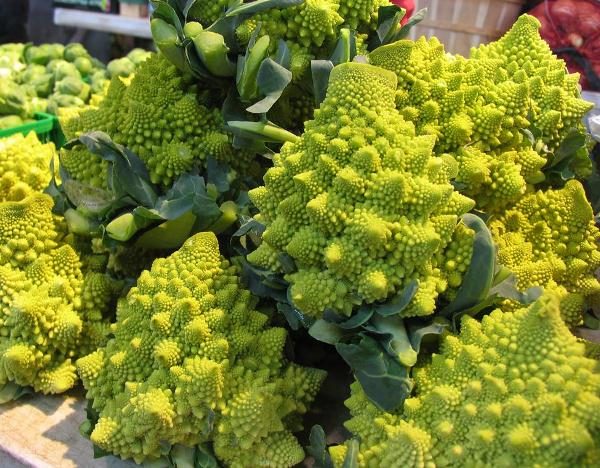  El principal criterio para la madurez de la col Romanesco - formó grandes inflorescencias-estrellas