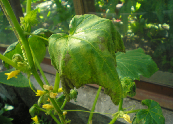  Hojas de pepino con podredumbre de la raíz.