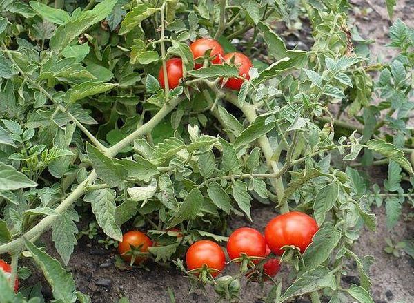  Nicola Variété De Tomates