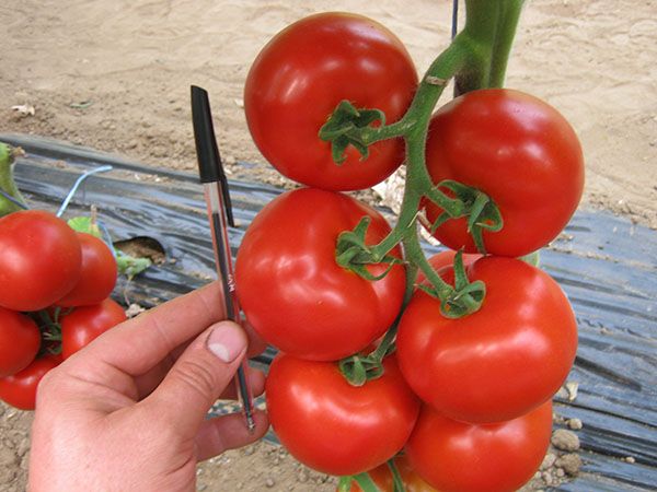  Le rendement en makhitos est d'environ 3,5 kg par mètre carré.