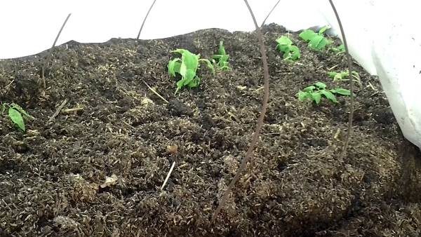  Frühe Pflanzung von Tomaten-Rosmarin unter dem Film