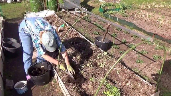  Una cama para plantar berenjenas se prepara en el otoño.