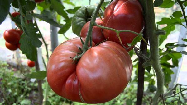  Catégorie tomate hospitalière