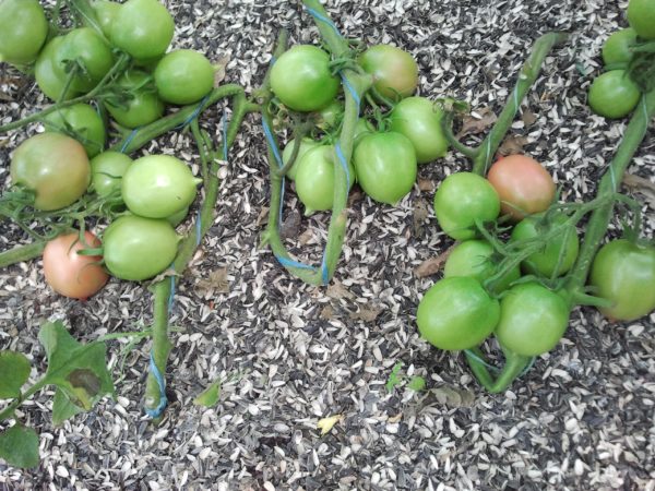  Tomaten de barao pink