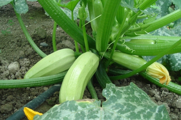  La variedad es de alto rendimiento, madura temprano, resistente al frío, las frutas tienen un sabor agradable.