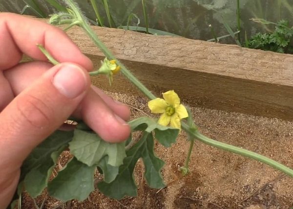  El proceso de polinización de los melones.