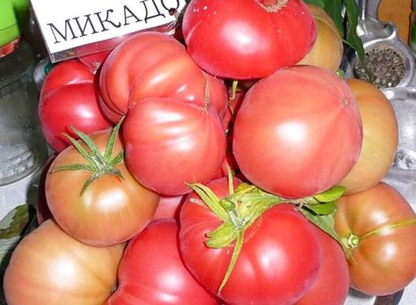  Variétés de tomates Mikado