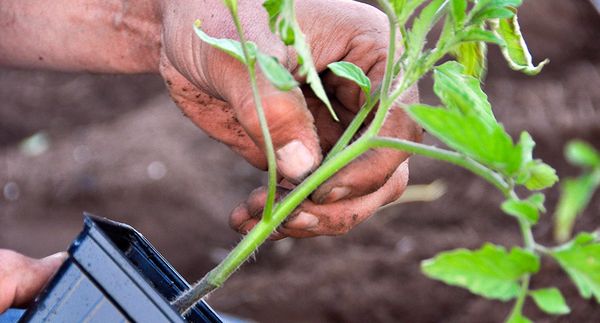  Des plants d'au moins 35 cm de long sont plantés dans le sol