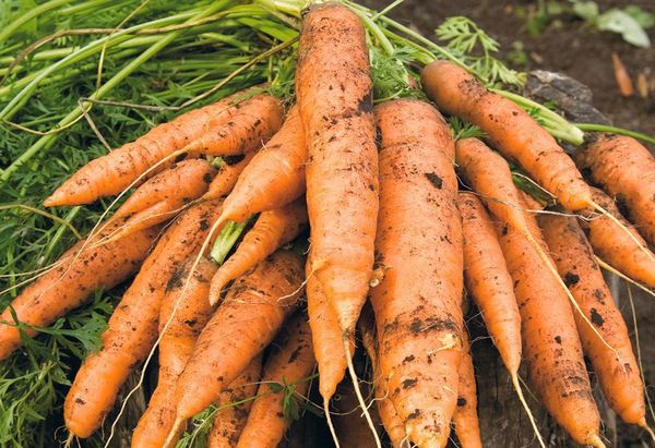  En suelos de turba las zanahorias serán grandes y de forma regular.