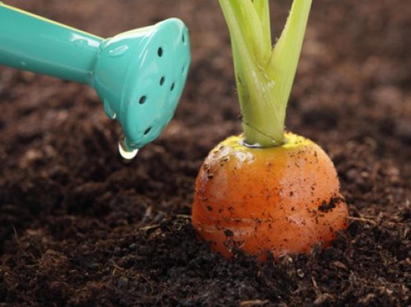  Para una buena cosecha, se necesita la alimentación adecuada de las zanahorias.