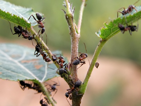  Cómo deshacerse de la invasión de hormigas.