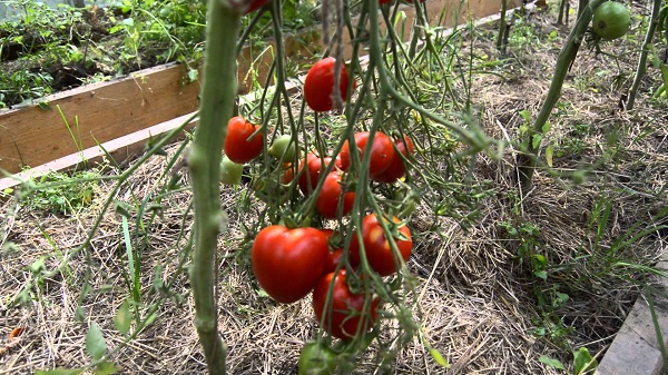  Description et caractéristiques de la tomate