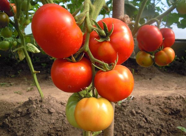  Avis des jardiniers sur la variété