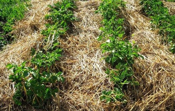  La variété de pomme de terre résistante aux nématodes doit être cultivée pendant au moins 2 ans de suite