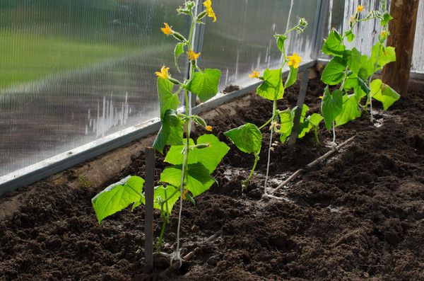  ¿Qué hacer si los pepinos no crecen en el invernadero?