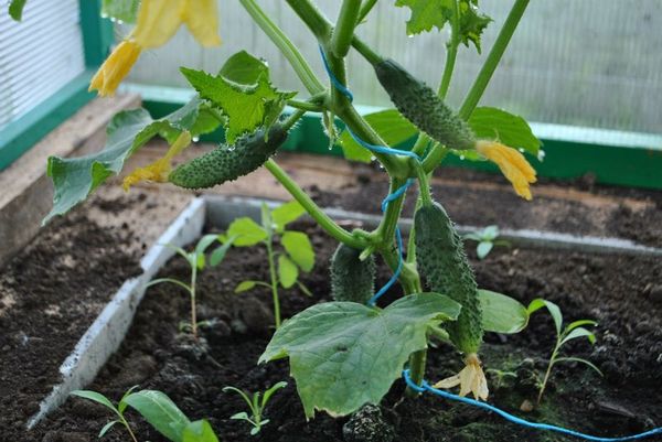  Para un buen crecimiento del pepino, es imperativo observar el régimen de riego correcto.