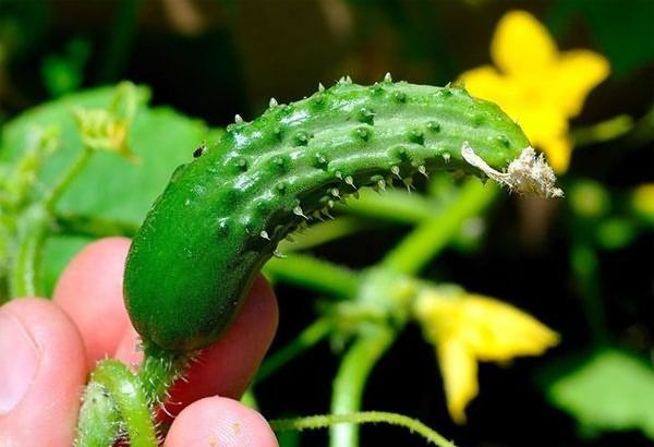  Con falta de nitrógeno, los frutos del pepino comienzan a rizarse.