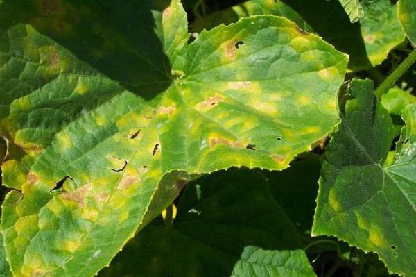  Las manchas en las hojas indican una enfermedad del pepino