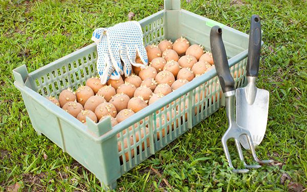  Pommes de terre avant la plantation