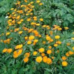  Calendula effraie le doryphore de la pomme de terre