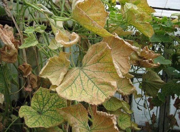  Enfermedades de los pepinos