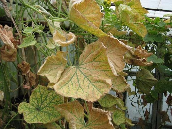  Enfermedades de los pepinos