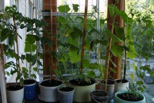  pepinos en el alféizar de la ventana