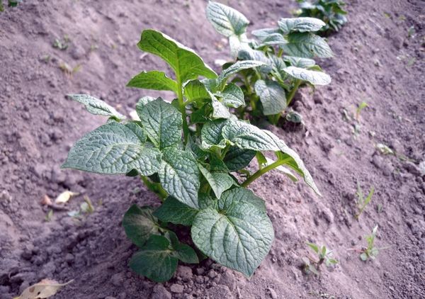  Hachage correct des pommes de terre