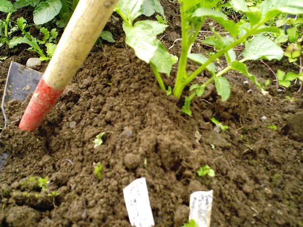  Après le hilling, le buisson de pommes de terre commence à se développer plus rapidement