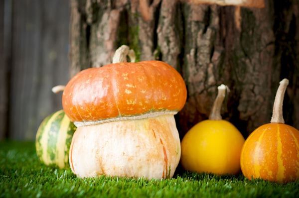  Calabaza decorativa