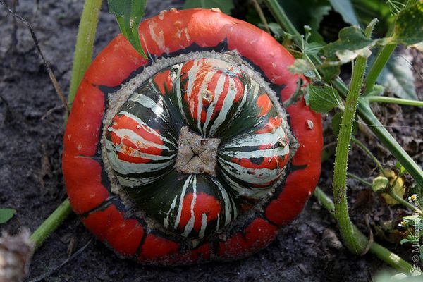  Las frutas se deben cortar junto con el tallo antes de las heladas