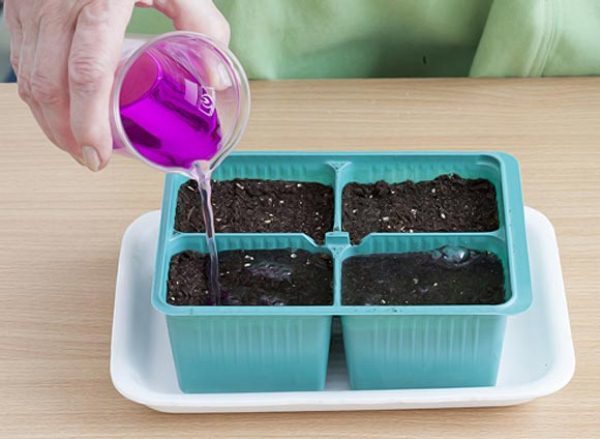  Désinfection des sols avant la plantation des semences de tomates