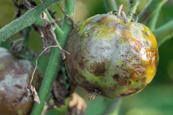  Une des maladies les plus courantes de la tomate - mildiou