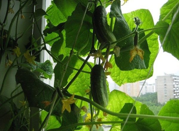  Cultivo de pepinos en el alféizar de la ventana.