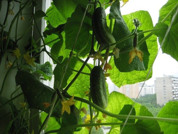  Cultivo de pepinos en el alféizar de la ventana.