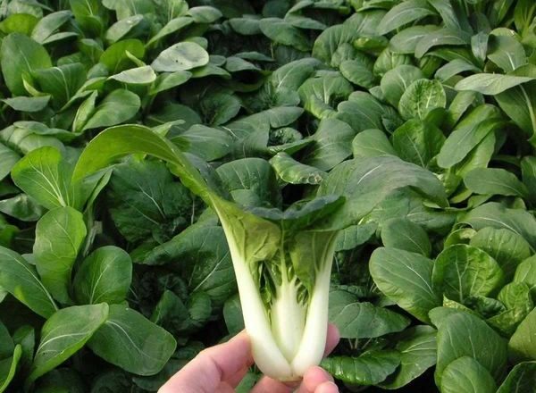  Repollo chino pak choi