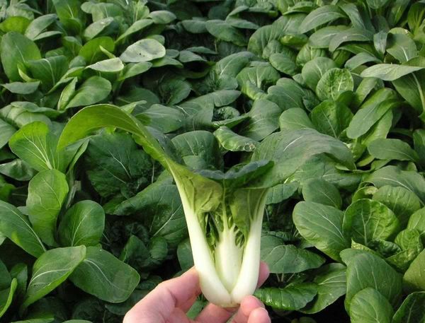  Repollo chino pak choi