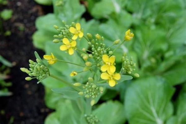  Pak Choi, espiga de flor desechada pierde su sabor.