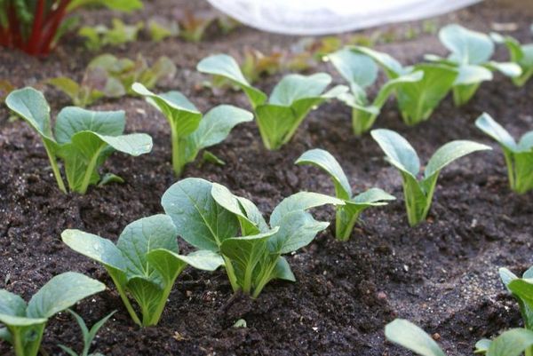  Las plantas de semillero se plantan en el suelo por transbordo