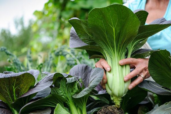  Tacos Pak Choi cortados con un cuchillo que se retira 1.5 cm.